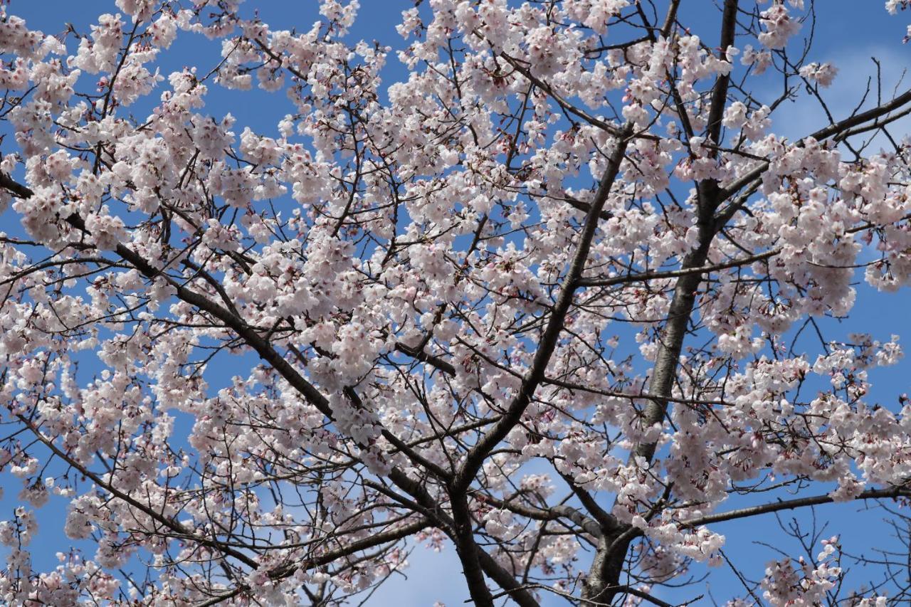 The Gate Hotel Kyoto Takasegawa By Hulic Εξωτερικό φωτογραφία Cherry blossoms